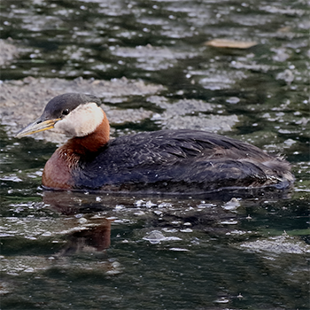 Red-necked Grebe