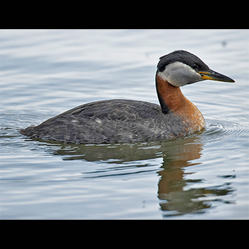 Red-necked Grebe