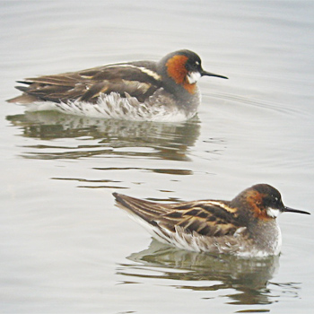 Red-necked Phalaropes