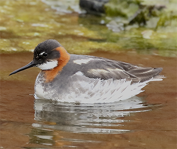 Red-necked Phalarope