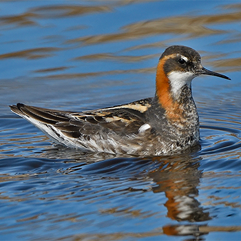 Red-necked Phalarope