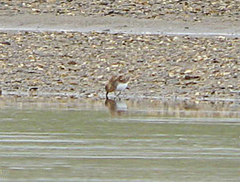 Red-necked Stint