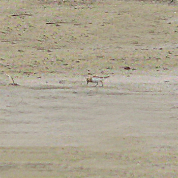 Red-necked Stint