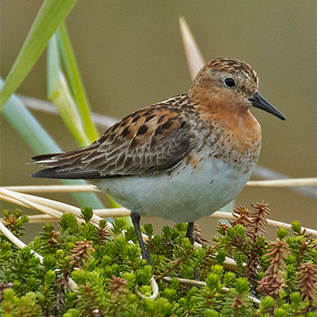 Red-necked Stint
