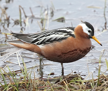 Red Phalarope