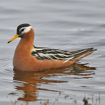 Red Phalarope