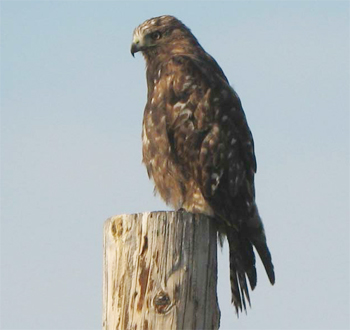 Red-tailed (Harlan's) Hawk