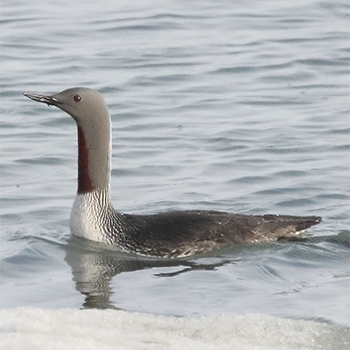 Red-throated Loon
