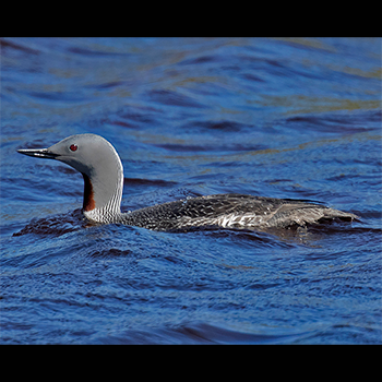 Red-throated Loon