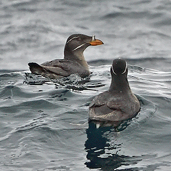 Rhinoceros Auklet