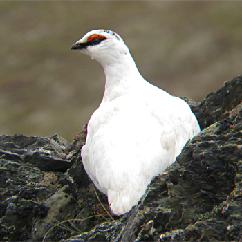 Rock Ptarmigan