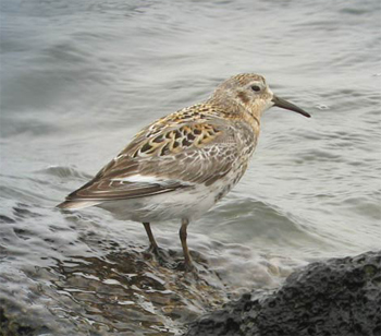 Rock Sandpiper