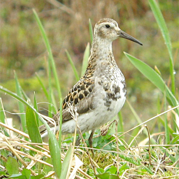 Rock Sandpiper