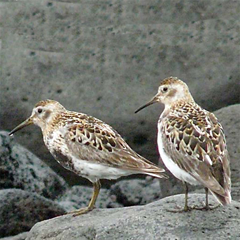 Rock Sandpipers