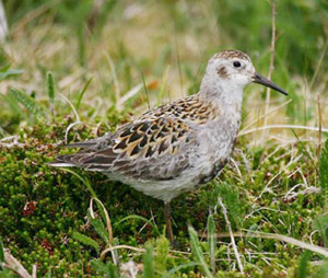 Rock Sandpiper