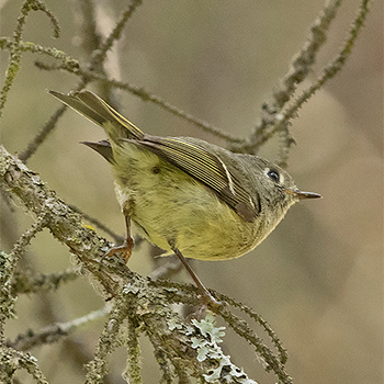 Ruby-crowned Kinglet