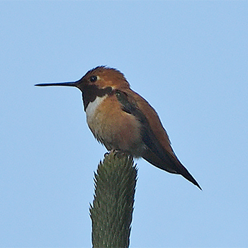 Rufous Hummingbird