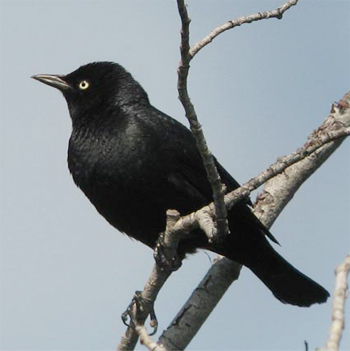 Rusty Blackbird