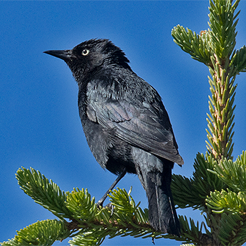 Rusty Blackbird