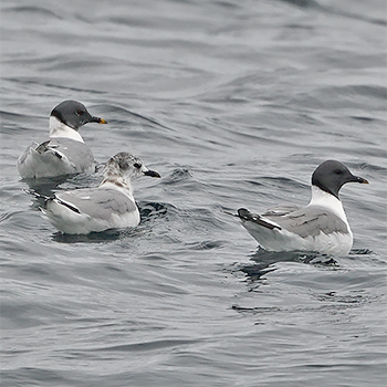 Sabine's Gulls