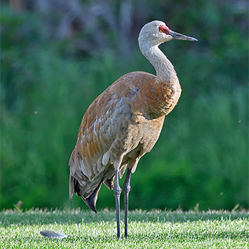 Sandhill Crane