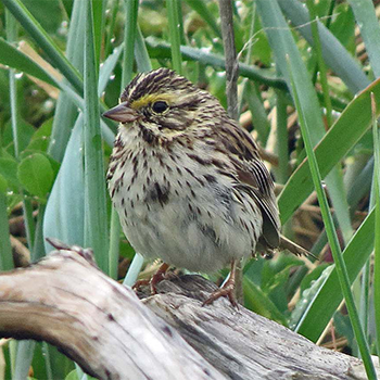 Savannah Sparrow