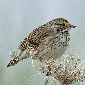 Savannah Sparrow