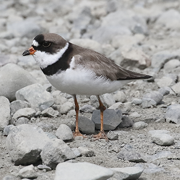 Semipalmated Plover