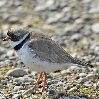 Semipalmated Plover