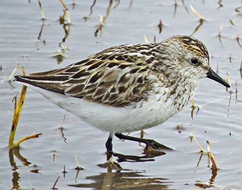 Semipalmated Sandpiper