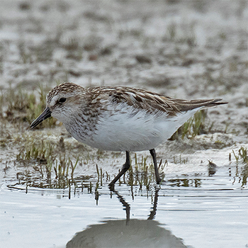 Semipalmated Sandpiper
