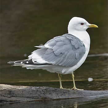 Short-billed Gull