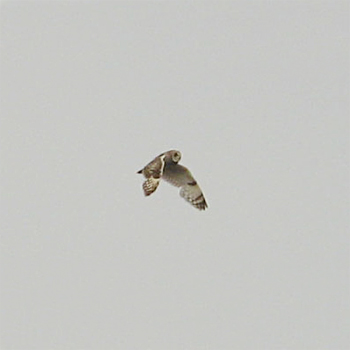 Short-eared Owl
