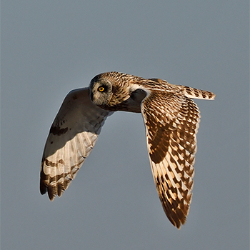 Short-eared Owl