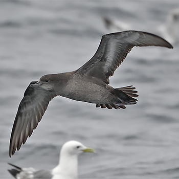 Short-tailed Shearwater