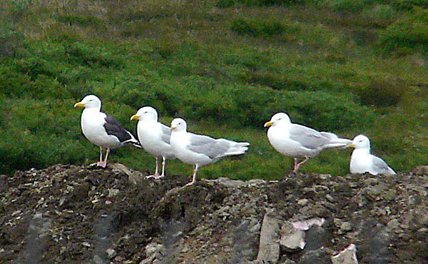 Slaty-backed and Glaucous Gulls