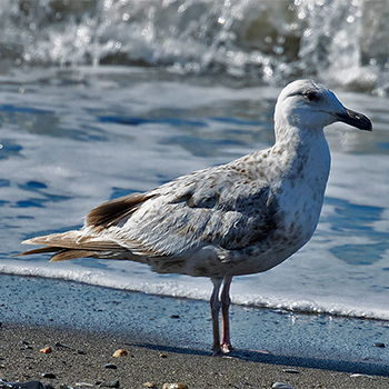 Slaty-backed Gull