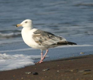 Slaty-backed Gull