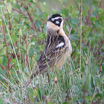 Smith's Longspur