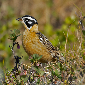 Smith's Longspur