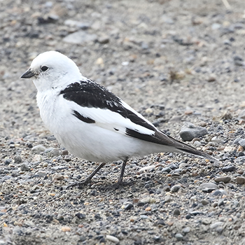 Snow Bunting