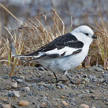 Snow Bunting