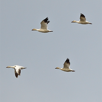 Snow Geese