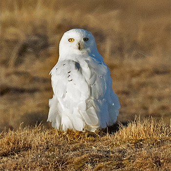 Snowy Owl