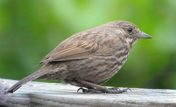 'Kenai' Song Sparrow