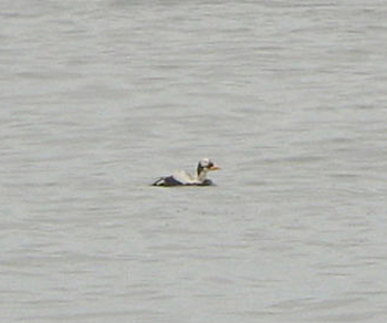 Spectacled Eider