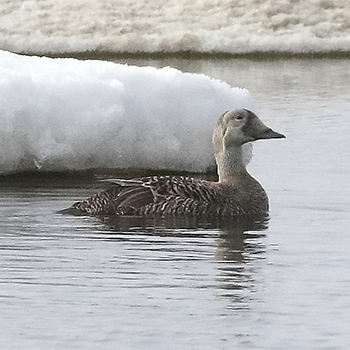 Spectacled Eider