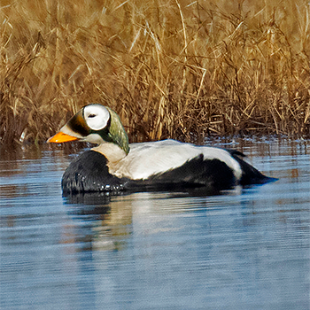 Spectacled Eider