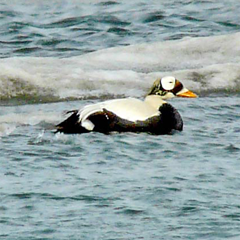 Spectacled Eider