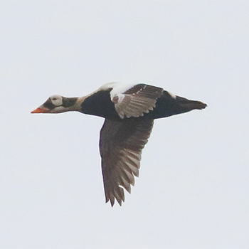 Spectacled Eider